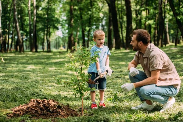 Father looking how son planting tree with shovel at park — Stock Photo