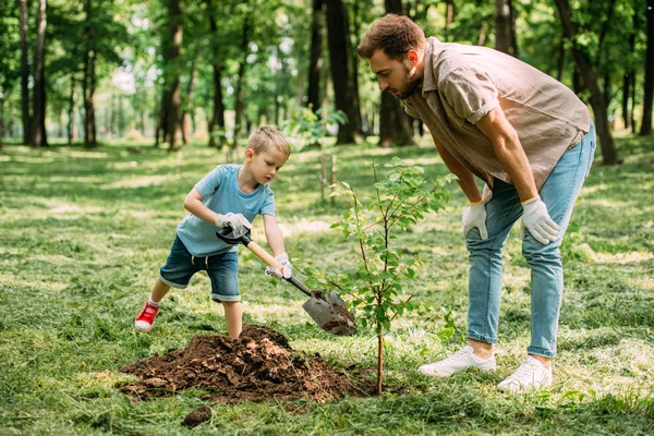 Padre mirando cómo hijo plantando árbol en el parque - foto de stock