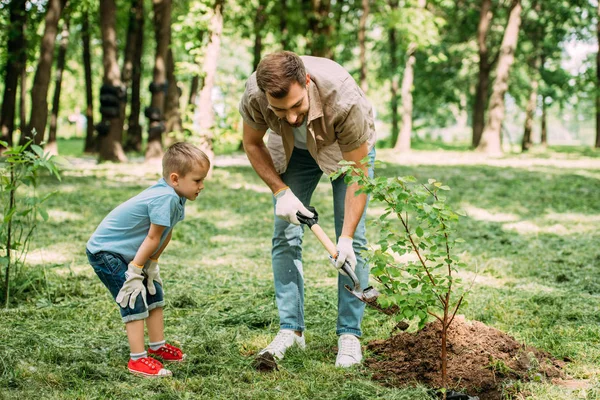 Pai e filho plantando árvore com pá no parque — Fotografia de Stock