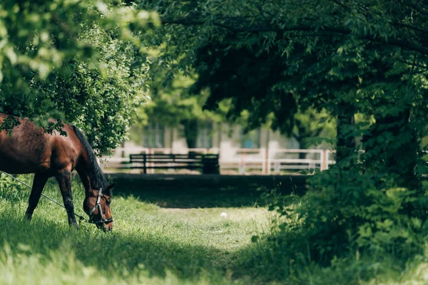 Селективное внимание домашних лошадей, поедающих траву в сельской местности — стоковое фото
