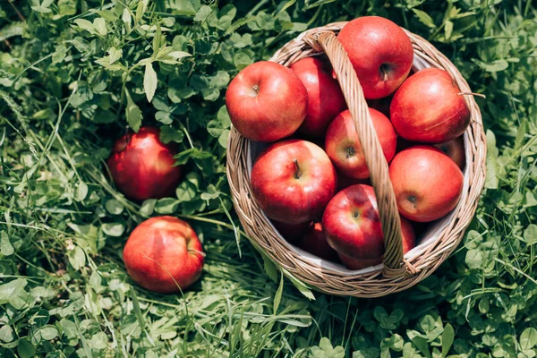 Vista superior de maçãs maduras em cesta de vime na grama verde — Fotografia de Stock