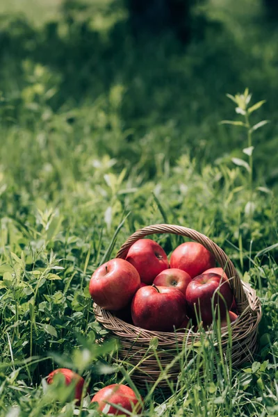 Закрыть вид на спелые яблоки в плетеной корзине на зеленой траве — стоковое фото