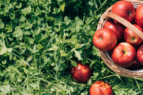 Ansicht von reifen Äpfeln im Weidenkorb auf grünem Gras — Stockfoto