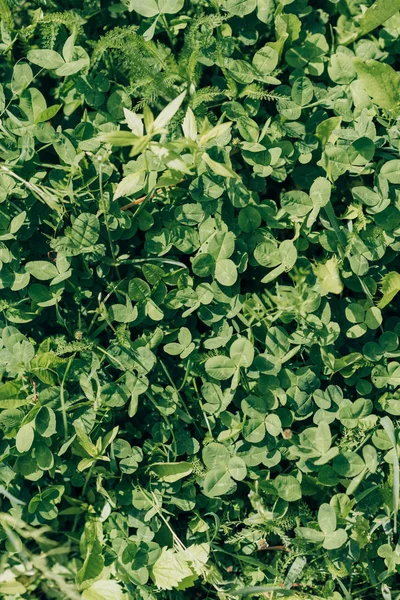 Plein cadre d'herbe verte et feuilles de trèfle fond — Photo de stock