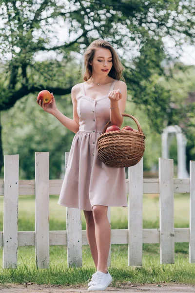 Красива молода жінка з плетеним кошиком зі стиглими яблуками в сільській місцевості — стокове фото