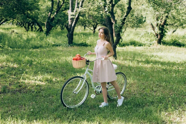 Pretty young woman in dress holding retro bicycle with wicker basket full of ripe apples at countryside — Stock Photo