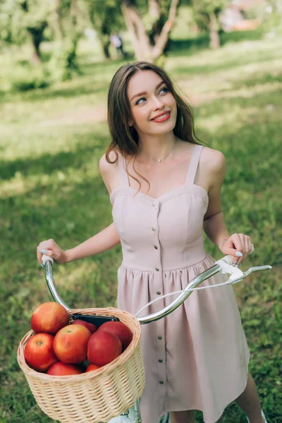 Jolie femme souriante en robe tenant vélo rétro avec panier en osier plein de pommes mûres à la campagne — Photo de stock