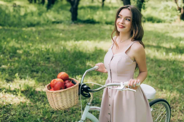 Pretty smiling woman in dress holding retro bicycle with wicker basket full of ripe apples at countryside — Stock Photo