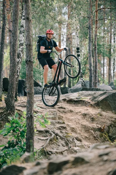 Joven ciclista extremo masculino en casco protector balanceándose sobre rueda trasera de bicicleta de montaña en el bosque - foto de stock