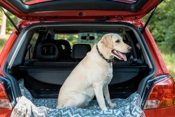Lindo perro labrador sentado en el maletero en coche rojo - foto de stock