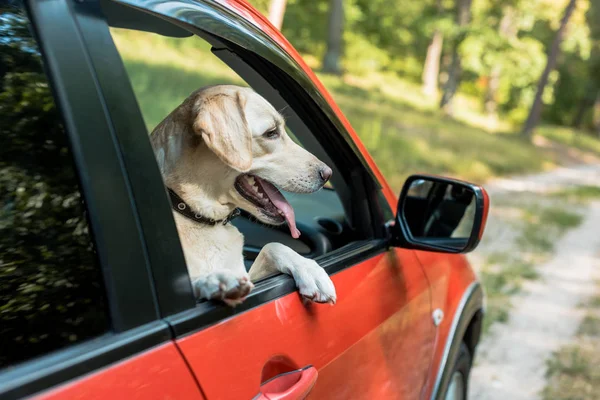 Chien labrador mignon regardant par la fenêtre en voiture rouge — Photo de stock