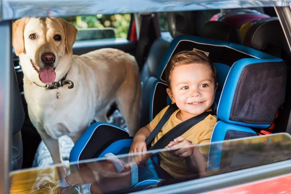 Улыбающийся очаровательный мальчик на безопасном сидении с собакой-лабрадором на заднем сидении — стоковое фото