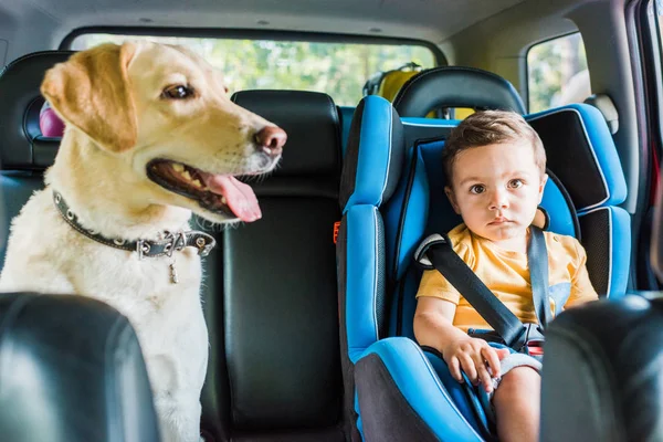 Adorable niño en asiento de seguridad con perro labrador - foto de stock