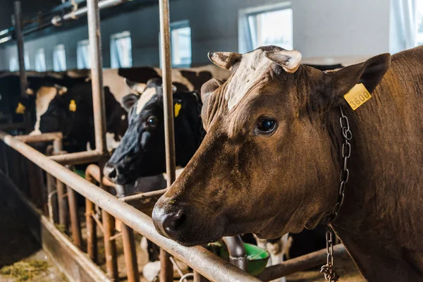 Vacas em pé em fileira em estábulo na fazenda — Fotografia de Stock