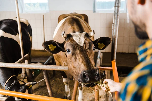 Imagem cortada de agricultor alimentando vaca com feno em estábulo — Fotografia de Stock