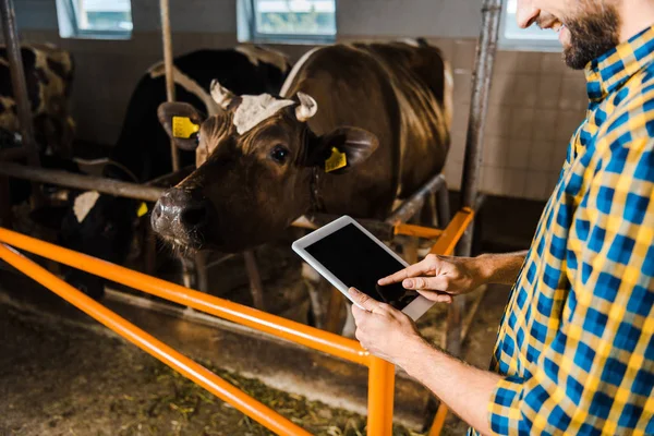 Imagem cortada do agricultor usando tablet em estábulo com vacas — Fotografia de Stock