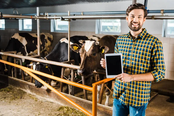 Handsome smiling farmer showing tablet with blank screen in stable with cows — Stock Photo