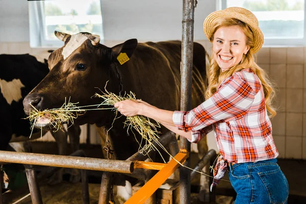 Agricultor atraente sorrindo alimentando vacas com feno em estábulo — Fotografia de Stock