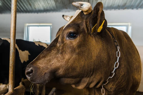 Close up of cow standing in stable at farm — Stock Photo
