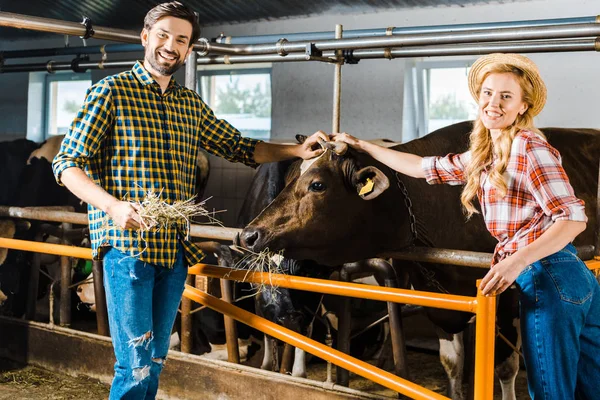 Couple of farmers palming cow in stable and looking at camera — Stock Photo
