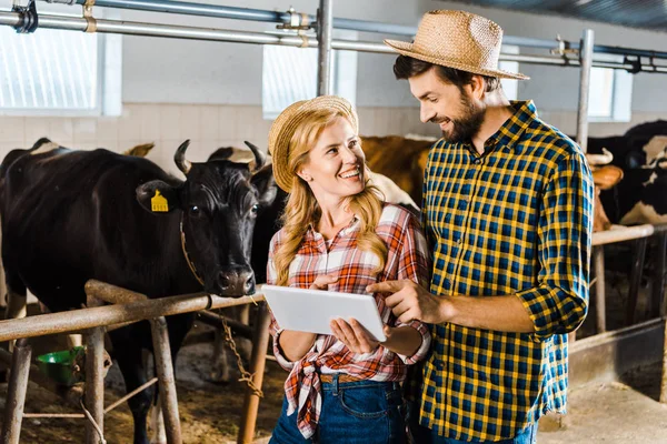 Sonriente pareja de agricultores usando tableta en establo con vacas - foto de stock