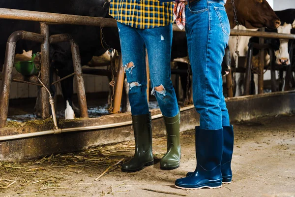 Imagen recortada de un par de agricultores de pie en el establo en botas de goma - foto de stock