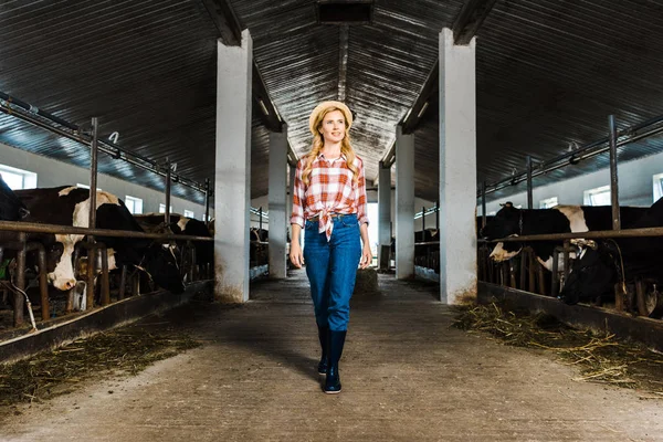 Agricultor atraente andando em estábulo com vacas e olhando para longe — Fotografia de Stock