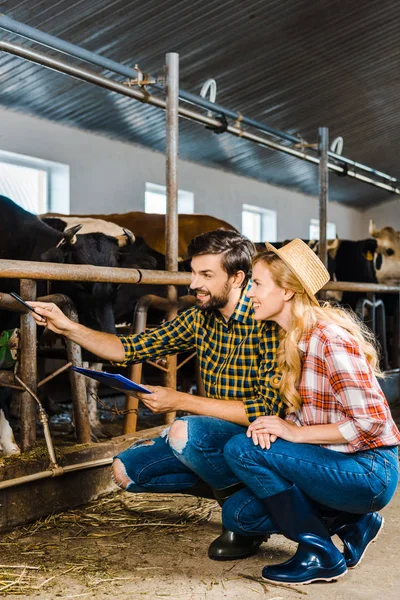 Couple of farmers squatting and checking cows in stable — Stock Photo