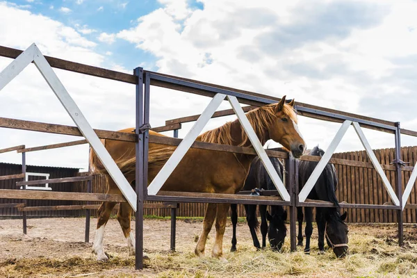 Bellissimi cavalli in piedi dietro recinzioni su ranch — Foto stock