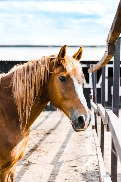 Un beau cheval brun debout dans l'écurie au ranch et regardant la caméra — Photo de stock