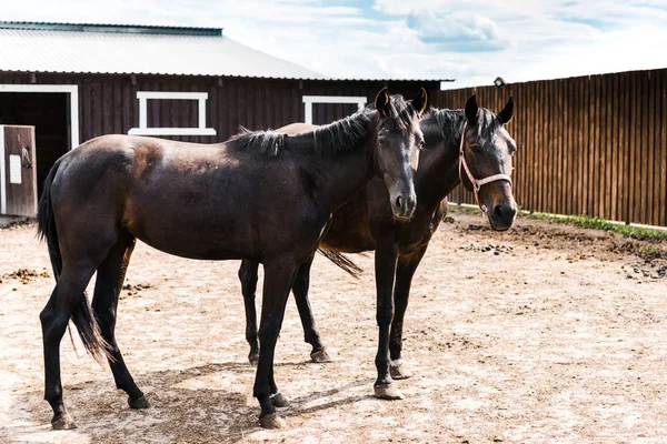 Две черные лошади стоят в конюшне на ранчо и смотрят в камеру — стоковое фото