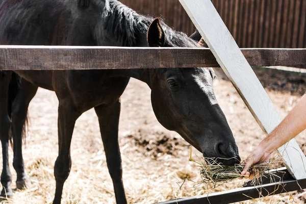 Обрезанное изображение фермера, кормящего черную лошадь сеном в конюшне — стоковое фото