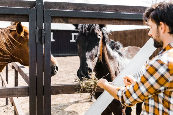 Bel contadino che nutre cavalli con fieno in stalla — Foto stock