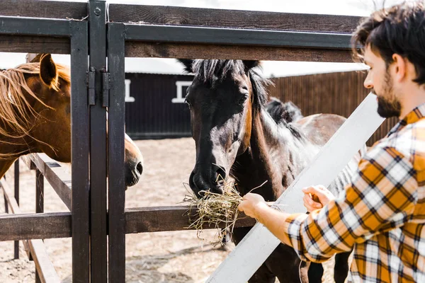 Beau fermier nourrir les chevaux avec du foin dans l'écurie — Photo de stock