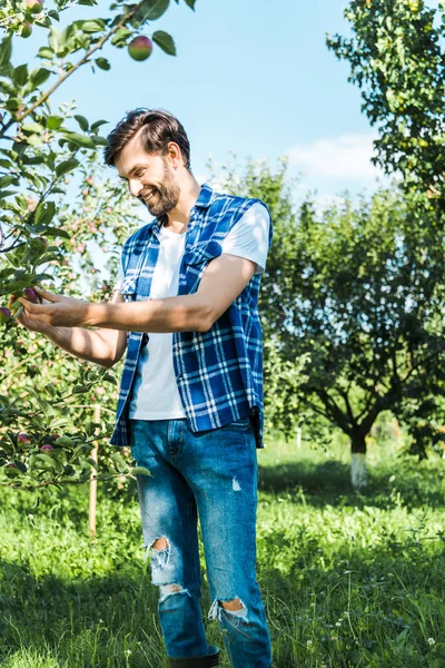 Granjero guapo comprobar manzana madura en el árbol en el jardín - foto de stock