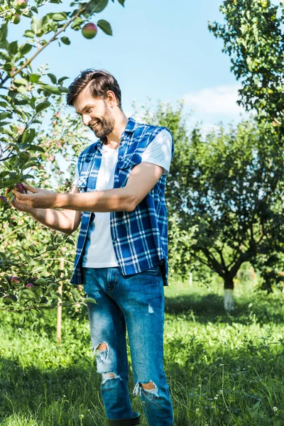 Fazendeiro bonito verificando maçã madura na árvore no jardim — Fotografia de Stock