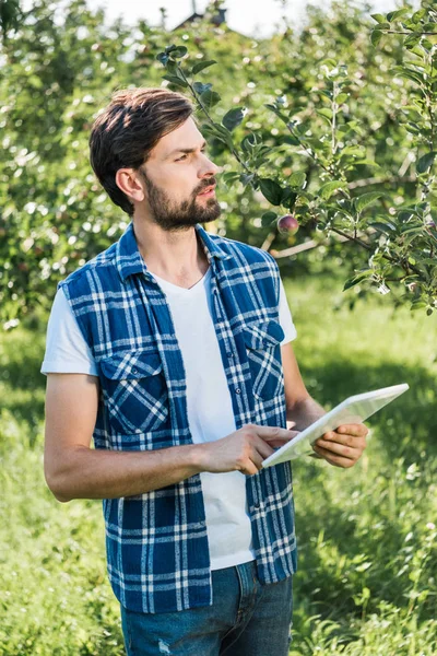 Granjero guapo sosteniendo la tableta en el jardín de manzanas en la granja y mirando hacia otro lado - foto de stock