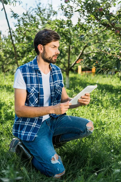 Granjero guapo en cuclillas, sosteniendo la tableta en el jardín de manzanas en la granja y mirando hacia otro lado - foto de stock
