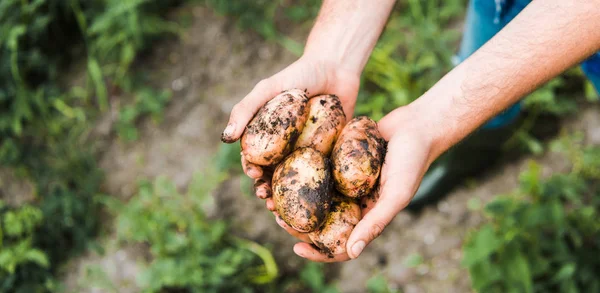 Cropped image of farmer holding ripe potatoes in hands in field — Stock Photo