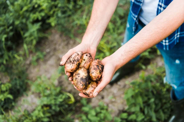 Imagen recortada del agricultor sosteniendo papas maduras en las manos en el campo - foto de stock