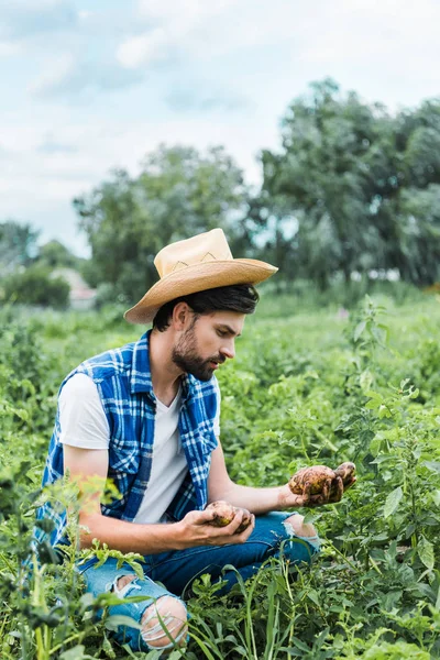 Granjero guapo sosteniendo papas maduras en el campo en la granja - foto de stock