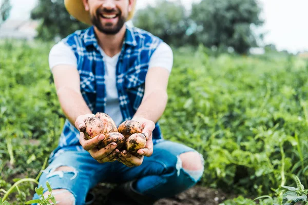 Imagen recortada del agricultor mostrando papas maduras en las manos en el campo - foto de stock