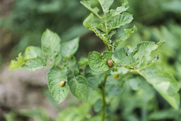 Escarabajos de Colorado sentados sobre hojas de papa verde en el campo - foto de stock