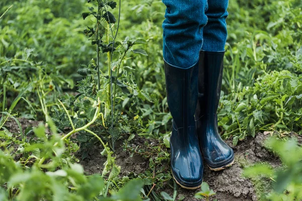 Обрізане зображення фермера, що стоїть в гумових чоботях у полі — стокове фото