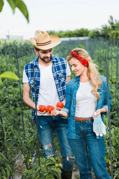 Pareja de agricultores que buscan tomates maduros en el campo en la granja - foto de stock
