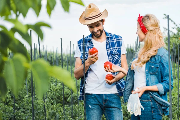 Couple heureux d'agriculteurs exploitant des tomates mûres dans le champ à la ferme — Photo de stock