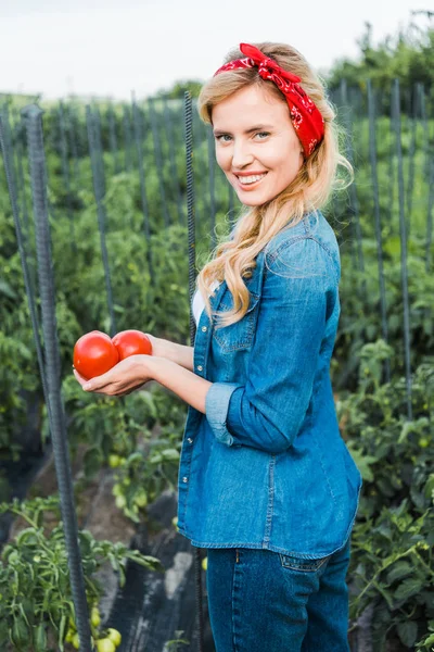 Atractivo agricultor con tomates ecológicos maduros en el campo en la granja - foto de stock