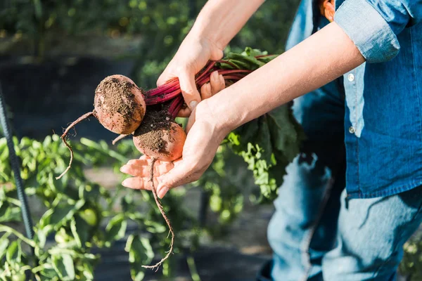 Imagen recortada del agricultor que sostiene remolachas orgánicas maduras en el campo en la granja - foto de stock