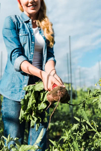 Imagen recortada de agricultor sonriente sosteniendo remolachas orgánicas en el campo en la granja - foto de stock