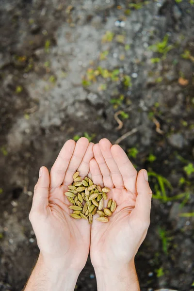 Imagen recortada del agricultor sosteniendo semillas de cardamomo en manos en el campo en la granja - foto de stock